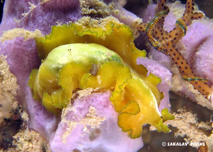 Plongée nuit Nosy Be Madagascar